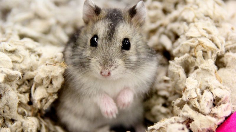 Chuột hamster campbell là gì