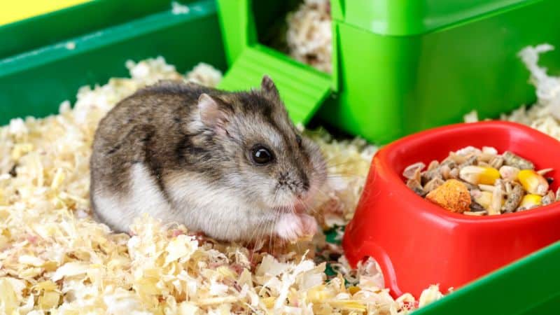 Thức ăn chính dành cho hamster