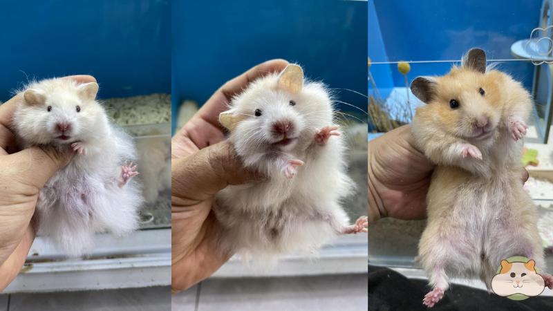 NK Hamster Cage & Decorations