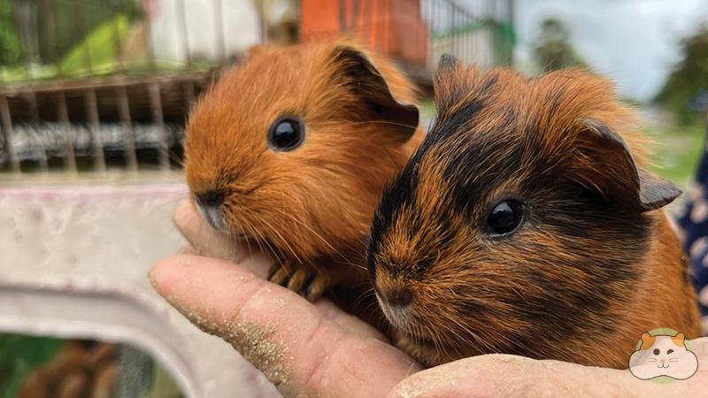 Miki shop Hamster
