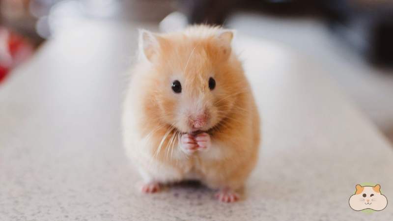 Những lưu ý khi chọn shop bán hamster