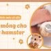 Có nên tự cắt móng cho hamster