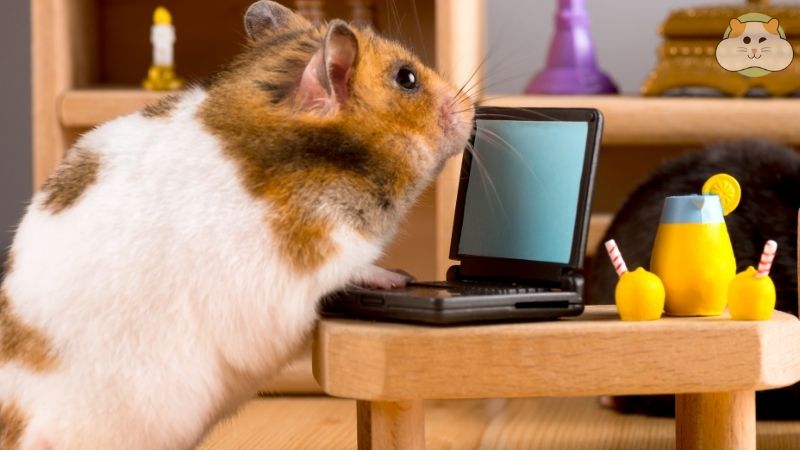 Khám phá niềm vui sáng tạo với những món đồ chơi tự làm cho hamster
