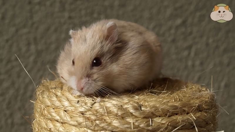 Với đồ chơi tự làm, hamster sẽ có một thế giới vui chơi đầy bất ngờ!