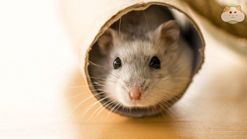 Biến giấy vệ sinh thành nhà ống và đường hầm cho hamster, một không gian vui chơi tuyệt vời!