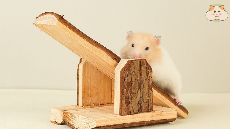 Đồ chơi gặm nhấm an toàn từ bìa carton/gỗ ép mỏng – hoàn hảo cho sức khỏe của hamster!