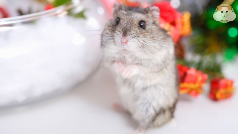 Biến hộp đựng trứng và chai nhựa thành đồ chơi vận động thú vị cho hamster!