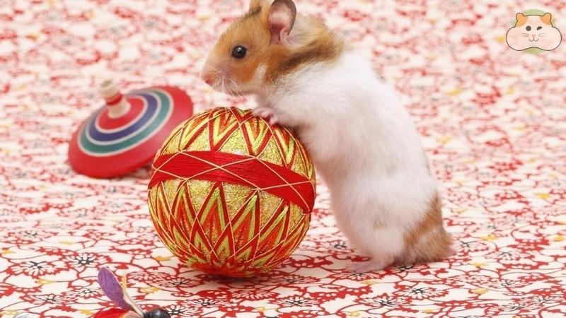 Tự làm đồ chơi cho Hamster tương tác từ lõi giấy/vải vụn, mang đến niềm vui và sự kích thích cho bé