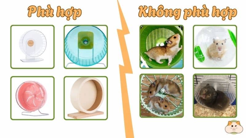 các loại bánh xe chạy phù hợp và không phù hợp với hamster