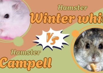 so sánh chuột hamster Pell với chuột Winter White