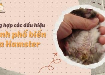 tổng hợp dấu hiệu bệnh của hamster