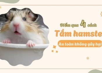4 cách tắm hamster an toàn