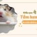 4 cách tắm hamster an toàn