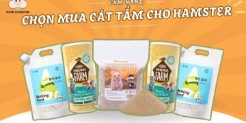 cẩm nang chọn mua cát tắm cho hamster