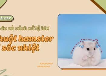 Mách bạn cách chăm sóc chuột Hamster bị sốc nhiệt đúng cách