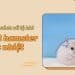 Mách bạn cách chăm sóc chuột Hamster bị sốc nhiệt đúng cách