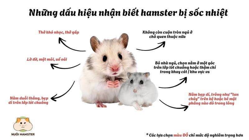 các biểu hiện sốc nhiệt của hamster