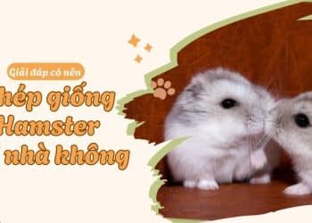 Có nên ghép giống hamster