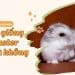 Có nên ghép giống hamster
