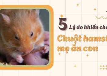 5 lý do khiến hamster mẹ ăn con