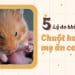 5 lý do khiến hamster mẹ ăn con