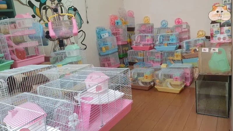 Hamster Shop Luna - Shop bán chuột hamster Hà Nội uy tín
