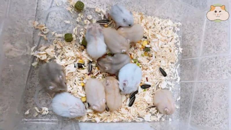 Cửa hàng chuột Hamster – Shop bán chuột hamster Hà Nội cho tín đồ mê thú cưng