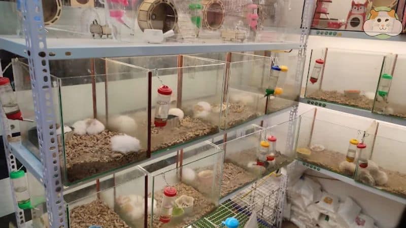 Lolipet – Shop bán chuột hamster Hà Nội uy tín, đa dạng và chất lượng