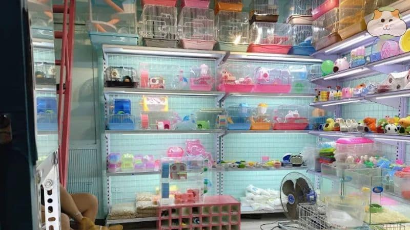The Hamster Shop – Shop bán chuột hamster Hà Nội chất lượng