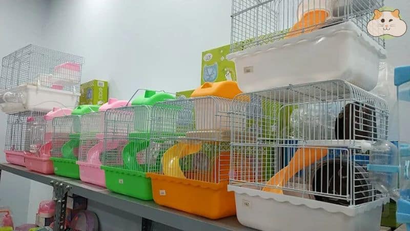 Pikapet – Shop bán chuột hamster Hà Nội uy tín, đa dạng sản phẩm