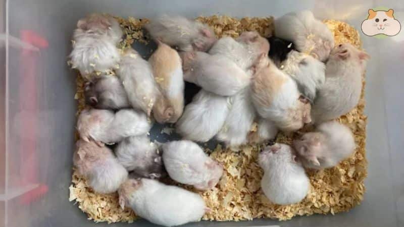 Milka Hamster Shop – Shop bán chuột hamster Hà Nội phục vụ chu đáo