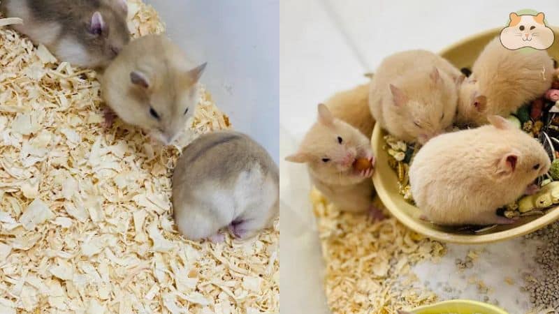 Tiên Tiên Pet Shop – Shop bán chuột hamster Hà Nội chất lượng
