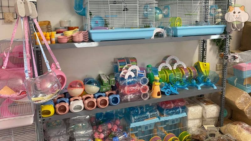 Xì Trum’s Pet Shop – Shop bán chuột hamster Hà Nội tư vấn tận tâm