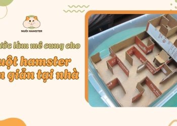 4 bước làm mê cung cho chuột hamster
