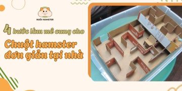 4 bước làm mê cung cho chuột hamster