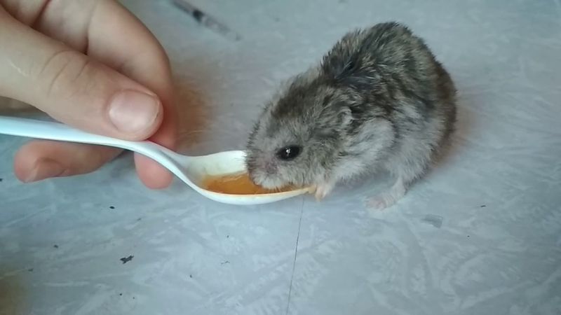 cho hamster ăn thức ă dễ tiêu hóa
