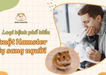 Chuột hamster có lây bệnh không