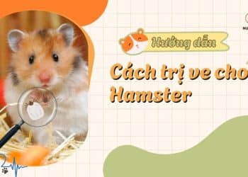 Cách trị ve cho hamster hiệu quả