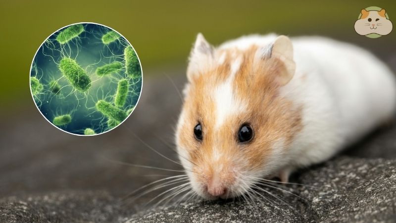 Virus LCMV là một trong những rủi ro sức khỏe rất đáng chú ý khi nuôi hamstẻ