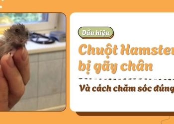 Dấu hiệu chuột hamster bị gãy chân