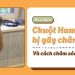 Dấu hiệu chuột hamster bị gãy chân