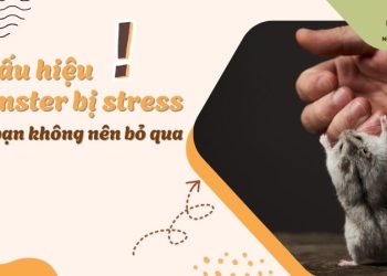 6 dấu hiệu hamster bị stress