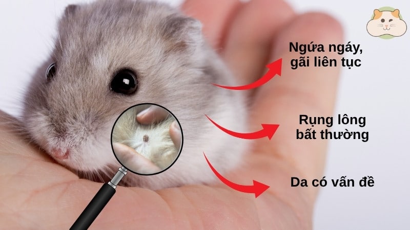 dấu hiệu ve tấn công hamster