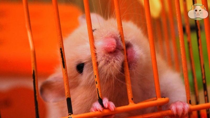 hamster cắn lồng