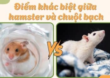 So sánh chuột bạch và hamster