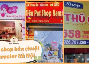 shop bán chuột hamster hà nội