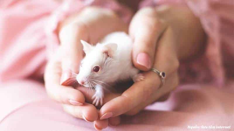 Chuột bạch có tính cách hiền lành và dễ nuôi