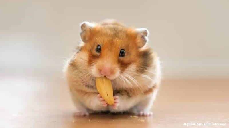 Tính cách và môi trường sống của hamster