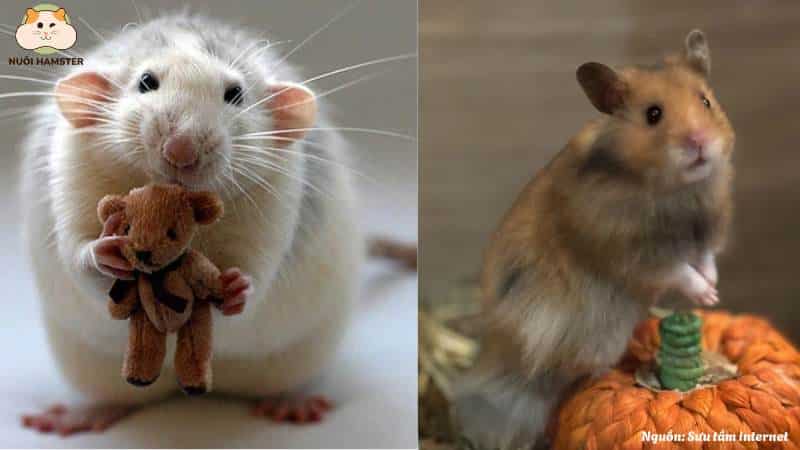 So sánh chuột bạch và hamster qua các câu hỏi thường gặp