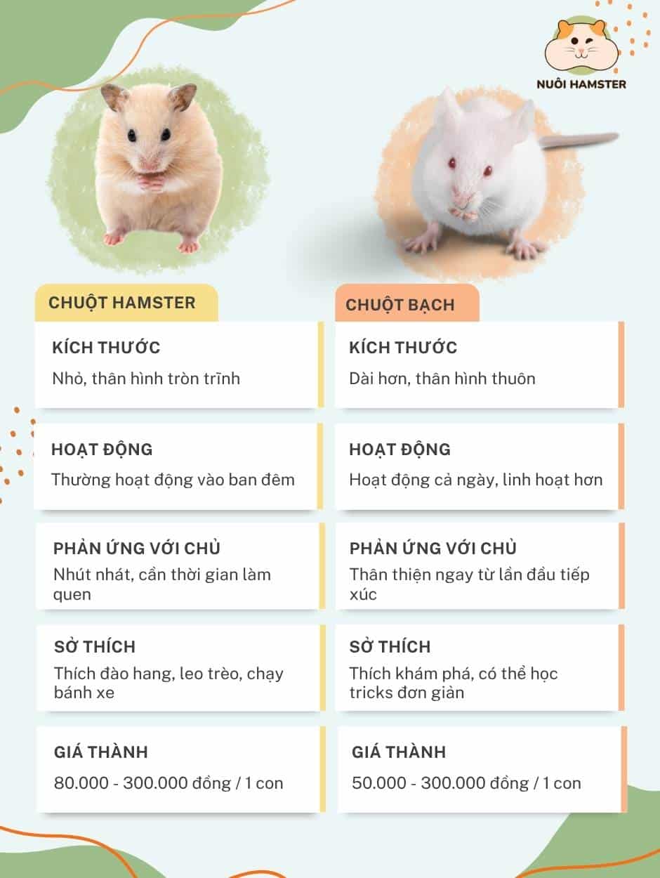 infographic so sánh chuột bạch và hamster